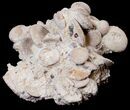 Fossil Sand Dollar (Heliophora) Cluster - Boujdour, Morocco #14160-1